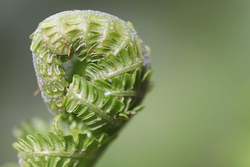 Hand Watering Tips